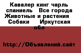 Кавалер кинг чарль спаниель - Все города Животные и растения » Собаки   . Иркутская обл.